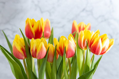 Close-up of yellow tulips