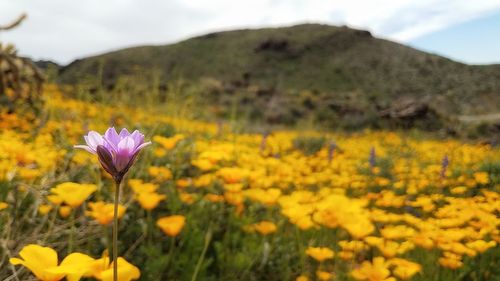 flowering plant