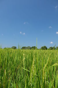 Scenic view of field against cloudy sky