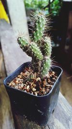 Close-up of potted cactus plant