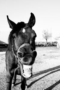 Horse standing in field against sky