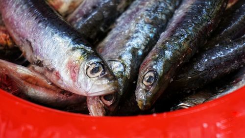 Close-up of fish for sale in market. sardines