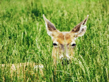 Portrait of giraffe on grass