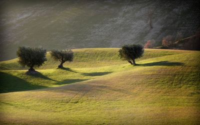 Trees on field