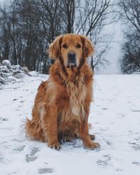 Dog on snow