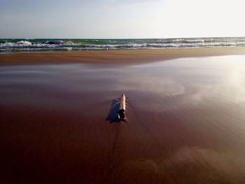 Razor clam at sandy beach