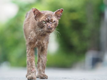 Close-up of cat looking away