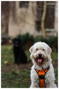 Portrait of dog sticking out tongue outdoors