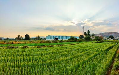 Scenic view of agricultural field against sky