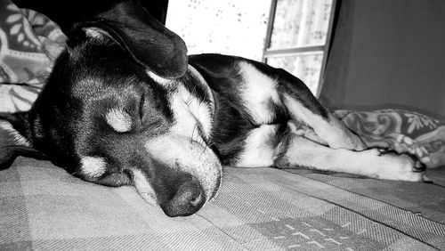 Close-up of dog relaxing at home