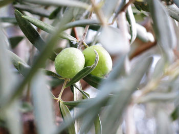 Close-up of olives growing outdoors