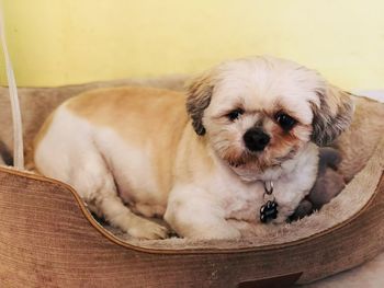 Close-up portrait of puppy relaxing