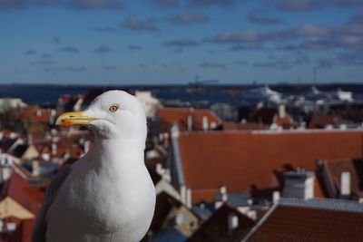 Close-up of seagull against sea