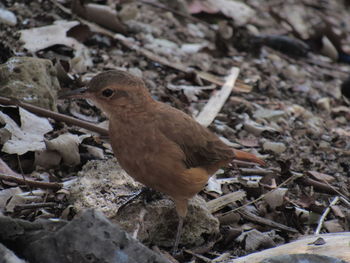 Close-up of a bird