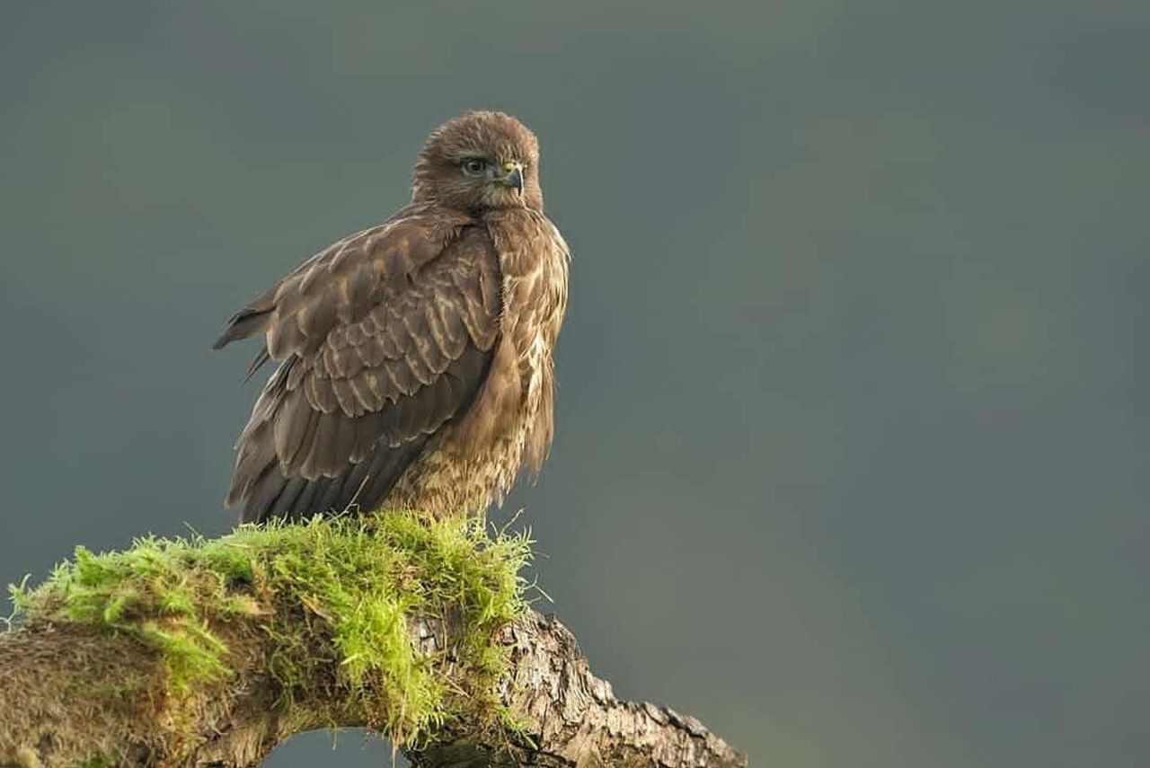 LOW ANGLE VIEW OF OWL PERCHING ON TREE