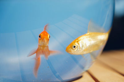 Close-up of fish swimming in sea