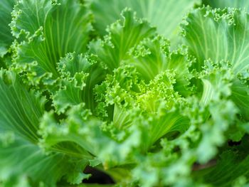 Full frame shot of fresh green plants
