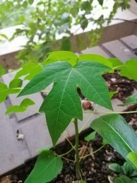 Close-up of insect on plant