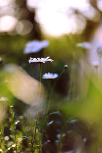 Close-up of purple flowering plant on field