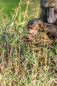 Close-up of adult and young monkey