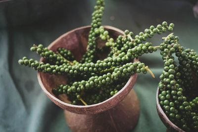 Close-up of green herb