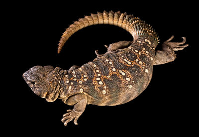 Close-up of turtle on black background