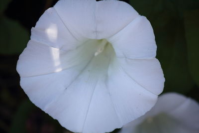 Close-up of white flower