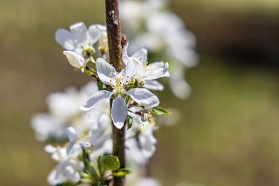 Close-up of white flowering plant