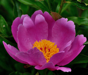 Close-up of pink rose flower