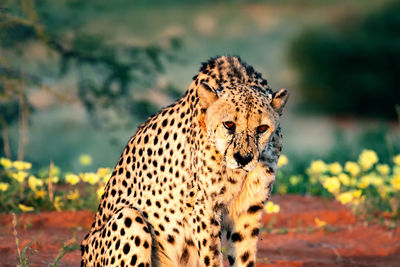 Cheetah in the wild