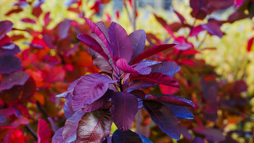 Close-up of purple flowering plant