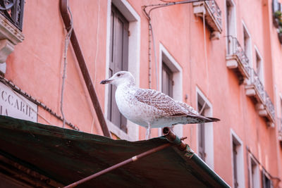 Low angle view of seagull perching on roof of building