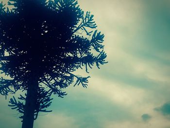 Low angle view of tree against sky