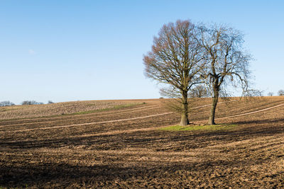 Tree on field against clear sky