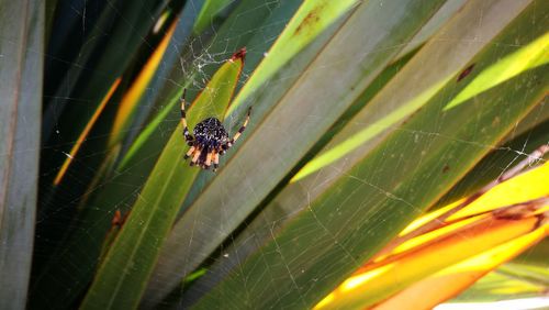 Close-up of spider on web