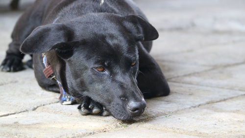 Close-up of dog lying on footpath