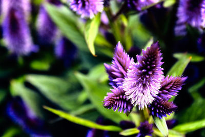 Close-up of purple flowers blooming outdoors