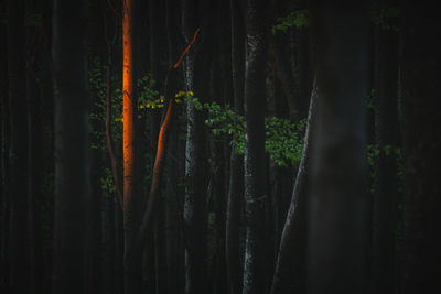 Trees growing in forest at night