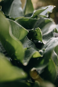 Close-up of green leaves