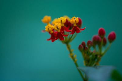 Close-up of flowers against blue background