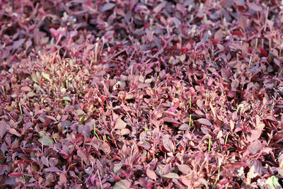 High angle view of pink flowering plants