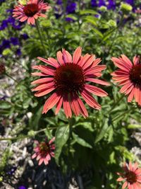 flowering plant