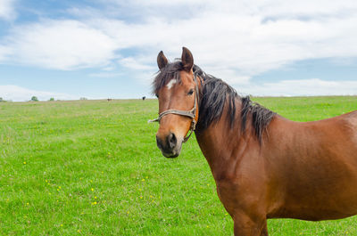 Horse on field against sky