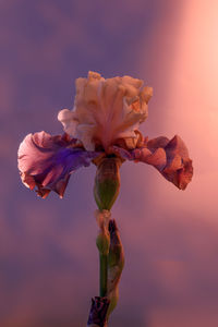 Close-up of flower blooming outdoors