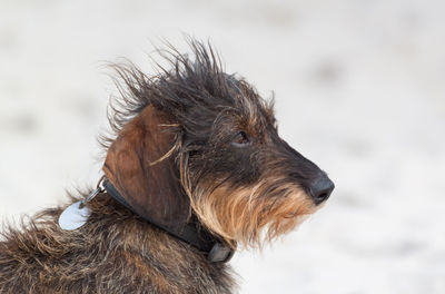 Close-up of dog in winter