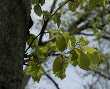 Low angle view of leaves on tree