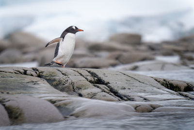 Gentoo penguin runs over rocks by sea