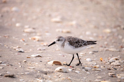 Western sandpiper shorebirds calidris mauri forage along the ocean shore for food at barefoot beach