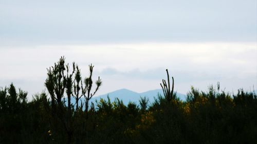 Plants growing on land against sky
