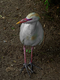 Close-up of bird perching on a field